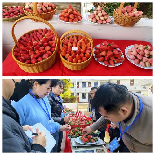 深夜草莓发起了多人运动