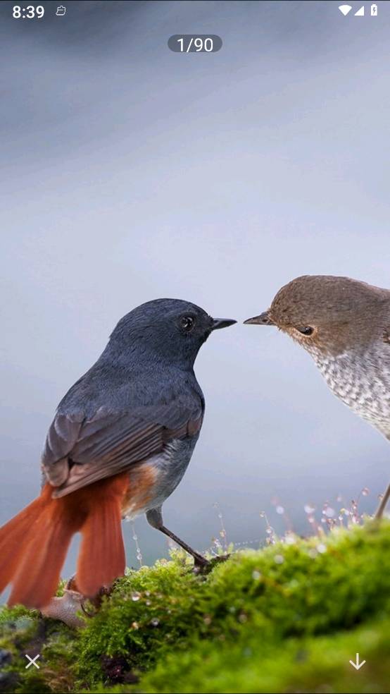 照片拼图呀Pro官网版