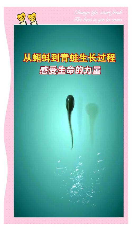 蝌蚪视频最新版