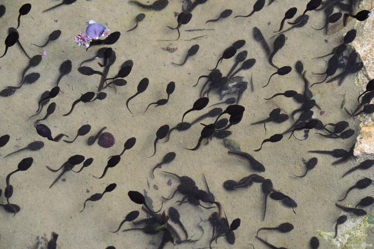 蝌蚪视频最新版