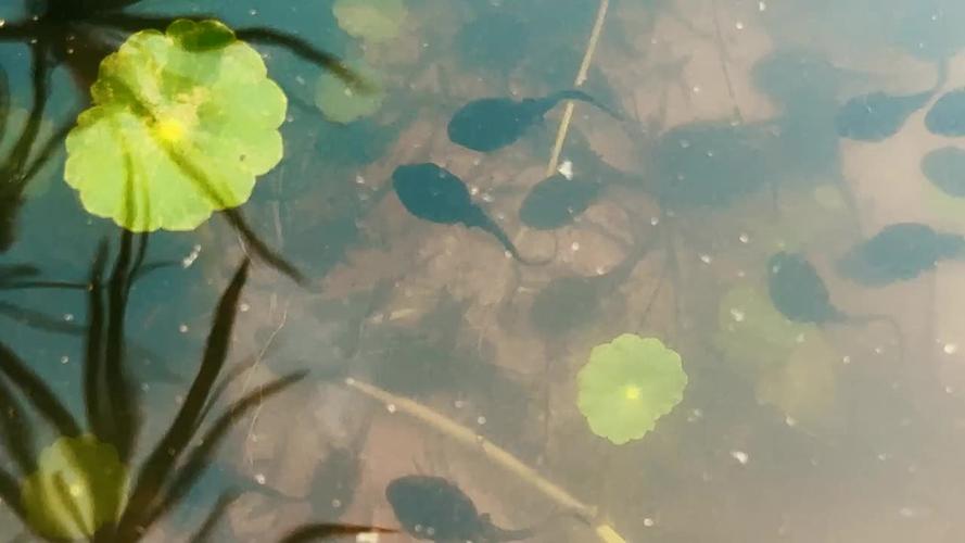 蝌蚪视频最新版