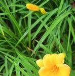 俏佳人2021忘忧草10mb