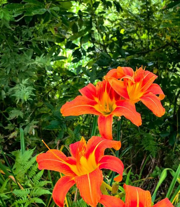 俏佳人2021忘忧草10mb