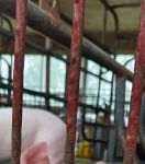 8008.小猪视频最新版