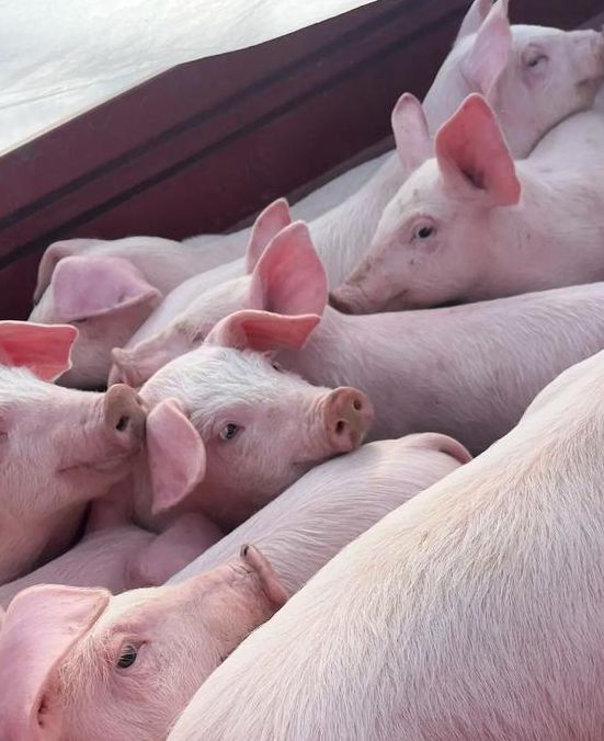 8008.小猪视频最新版