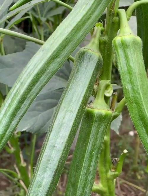 秋葵 茄子 丝瓜 绿巨人