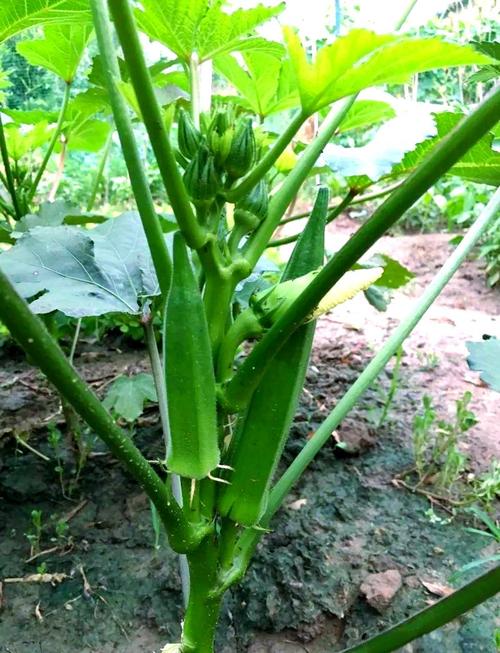 秋葵 茄子 丝瓜 绿巨人