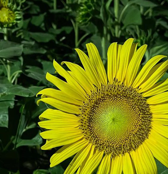 向日葵视频app未满18周岁禁止入内