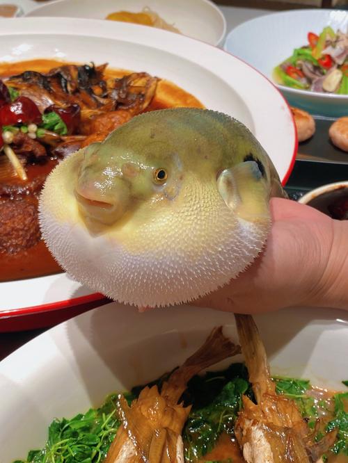 河豚体育直播app官网下载