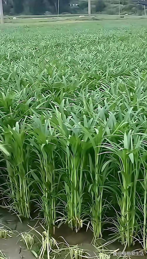 丝瓜芒果榴莲绿巨人