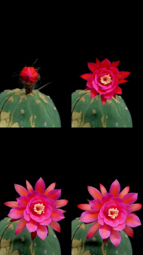 三x短视频仙人掌视频