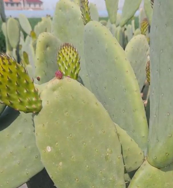 三x短视频仙人掌视频