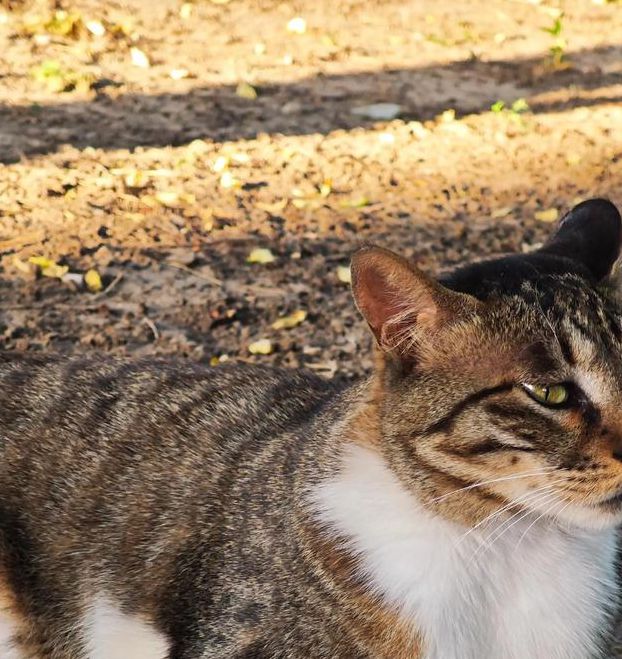 新版猫咪目前的地址2021