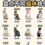 新版猫咪目前的地址2021
