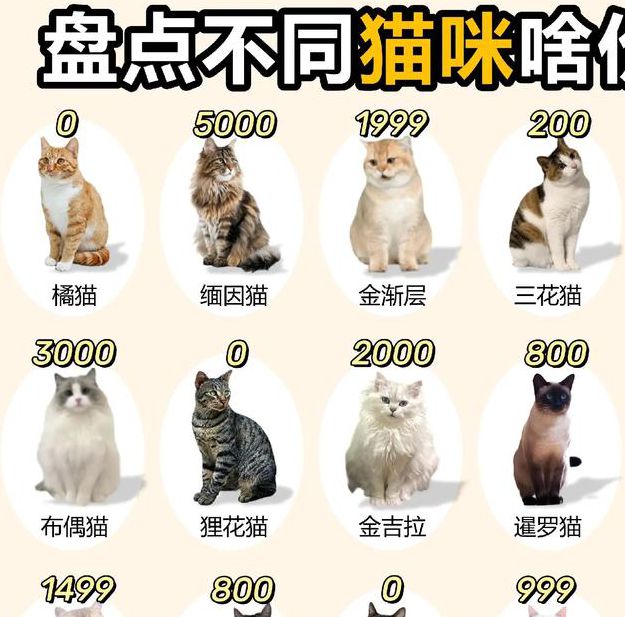 新版猫咪目前的地址2021