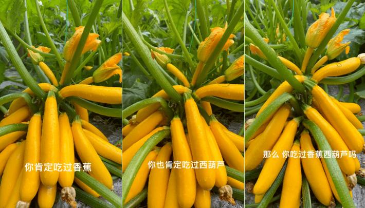 丝瓜香蕉瓜秋葵绿巨人下载iOS版