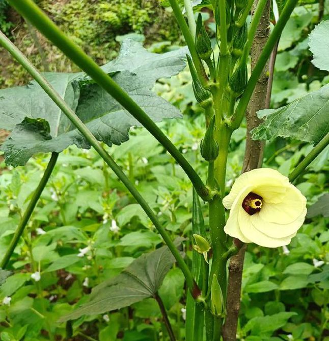 秋葵绿巨人视频