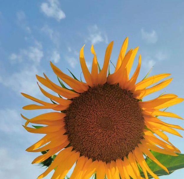 向日葵樱桃菠萝绿巨人视频免费版