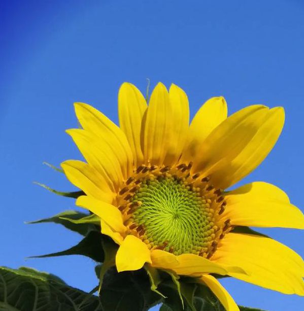 向日葵樱桃菠萝绿巨人视频免费版