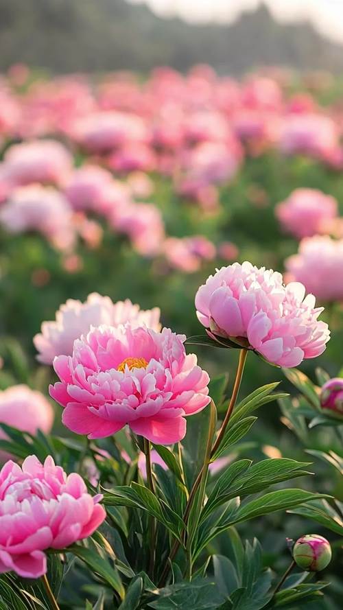 6968.t&or;花儿视频