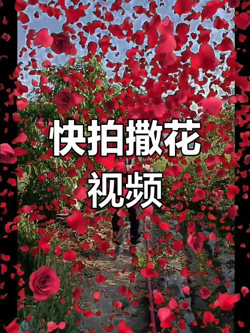 6968.t&or;花儿视频