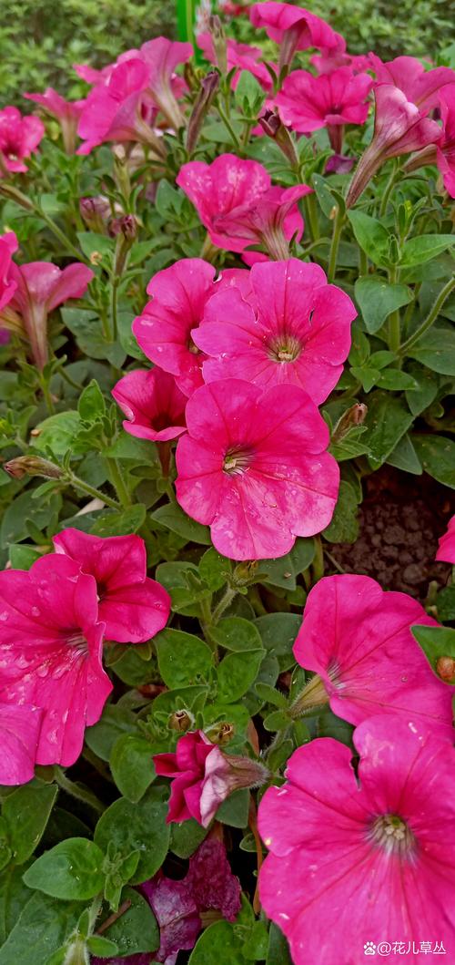 6968.t&or;花儿视频