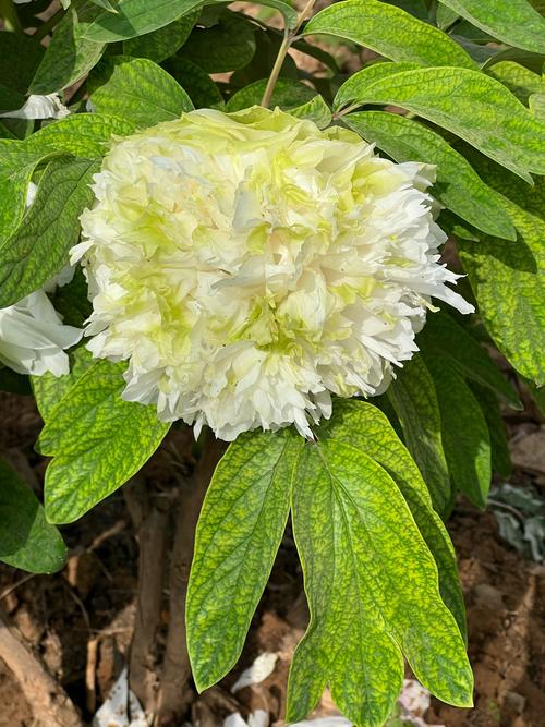 国色天香精品一卡二卡三卡四卡