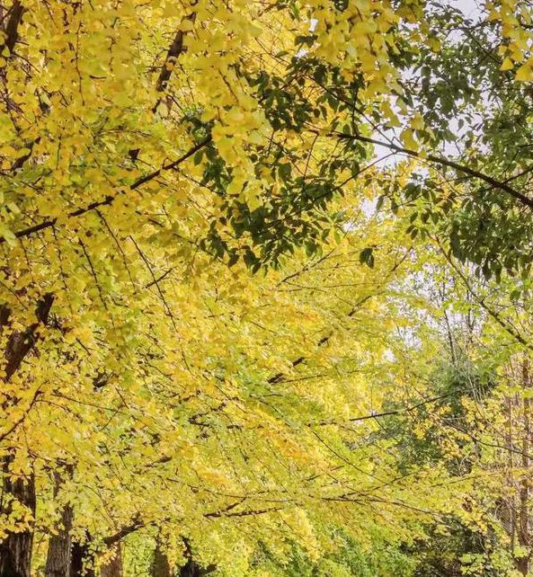 银杏视频下载app2022