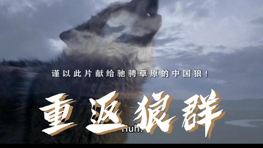 狼群社区视频www中文字幕