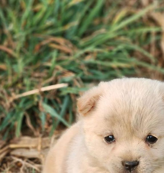 小奶狗抖音成年小奶狗视频