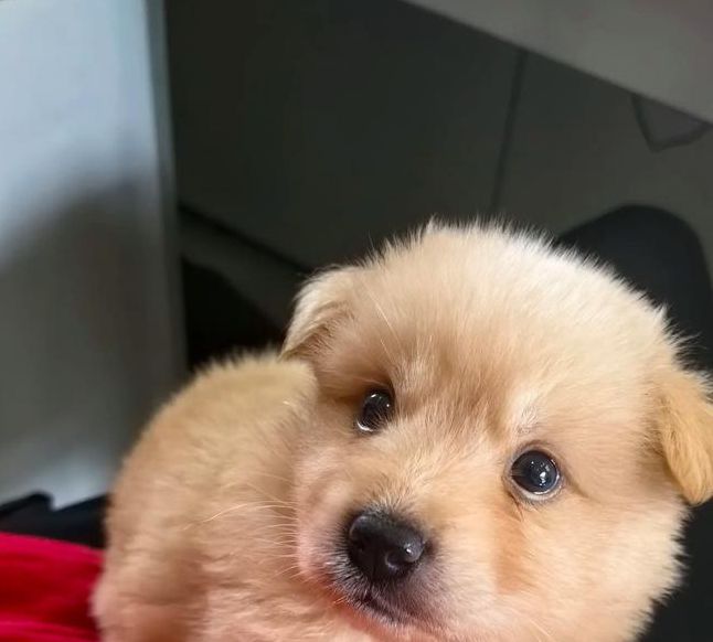 小奶狗抖音成年小奶狗视频