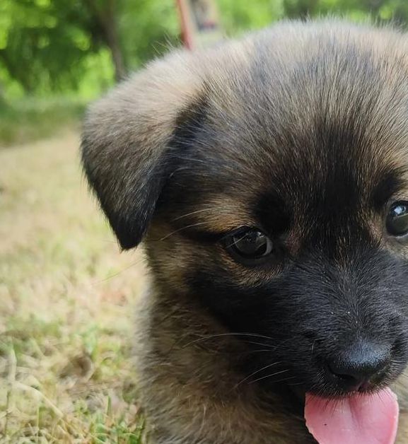 小奶狗抖音成年小奶狗视频