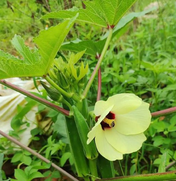 深夜秋葵男人的加油站