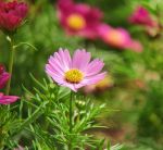 野花视频免费手机版