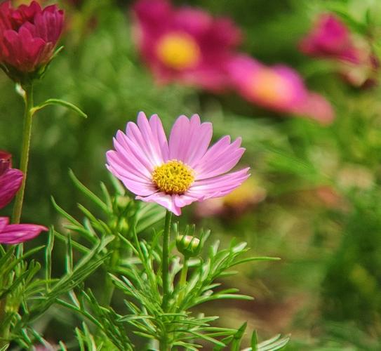 野花视频免费手机版