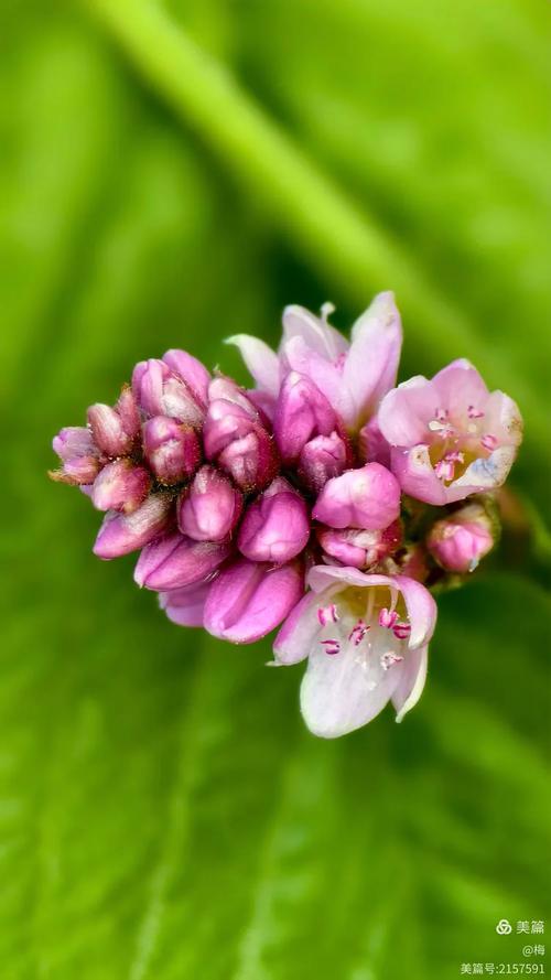 野花视频免费手机版