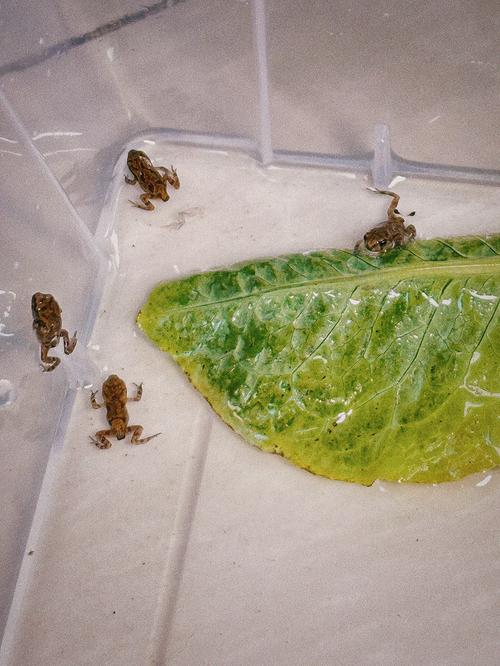 小蝌蚪成视频人app下载