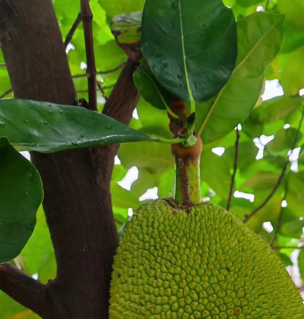 菠萝菠萝蜜视频免费版