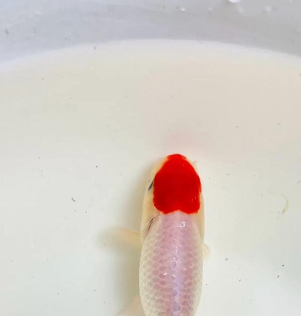 金鱼直播安卓版