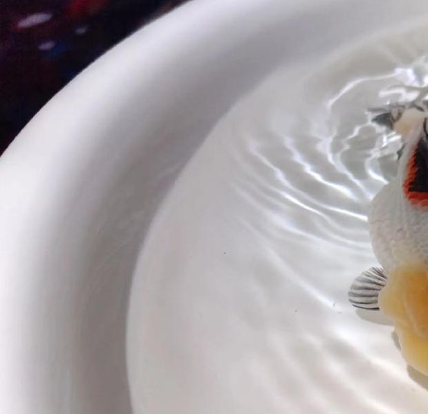 金鱼直播安卓版