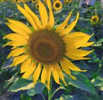 向日葵(地址进入)