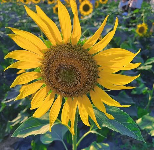 向日葵(地址进入)