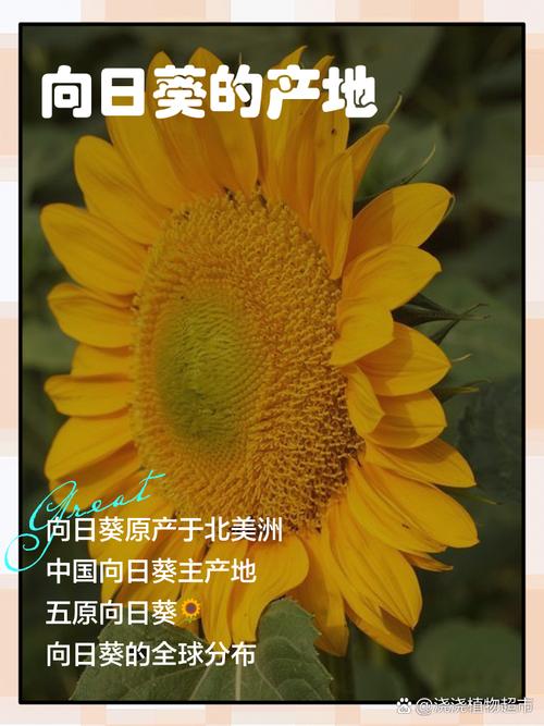 向日葵(地址进入)