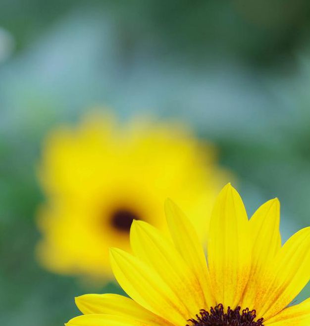 向日葵(地址进入)