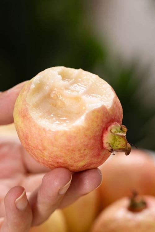 芭乐樱桃榴莲直播