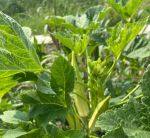 秋葵香草丝瓜榴莲幸福宝最新