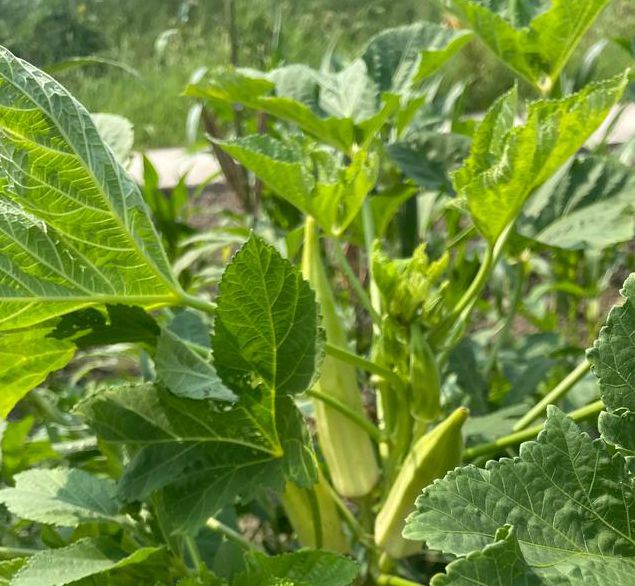 秋葵香草丝瓜榴莲幸福宝最新