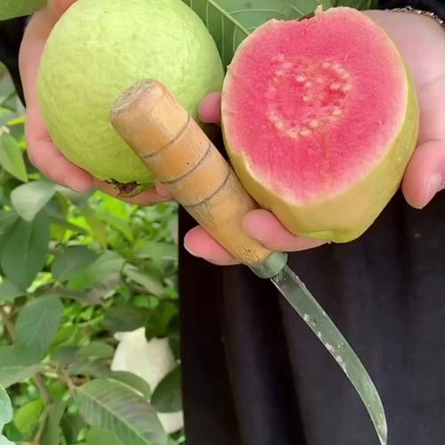 草莓丝瓜芭乐秋葵榴莲小猪