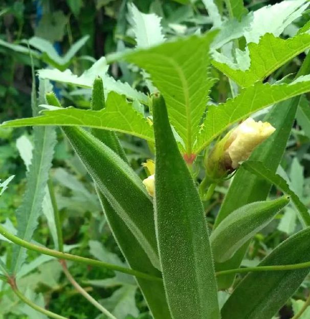 秋葵芭乐视频免费资源绿巨人