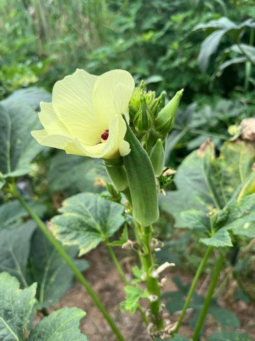 秋葵APP下载汅API免费麻豆色多多